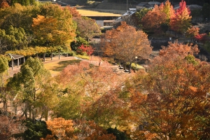 香川用水記念公園 紅葉葉風の木々が見頃 イロハモミジも色づき始め 桜の抄ブログ 桜の抄 琴平金刀比羅宮に続く参道22段目に佇む温泉旅館 公式サイト