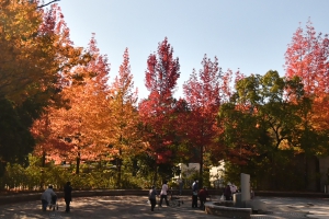 【香川用水記念公園】紅葉葉風の木々が見頃♪イロハモミジも色づき始め