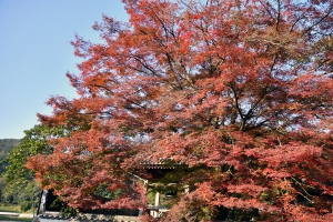 【香川の紅葉スポット】法泉寺★樹齢100年超のモミジの木々が見頃♪