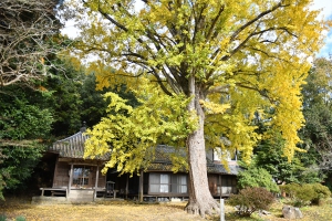 【香川の保存木】「釈迦堂のイチョウ」と「薬師院のイチョウ」の黄葉が見頃♪