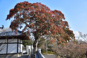 【丸亀市・福成寺】一足早く春を感じさせてくれる寒桜とメジロちゃん♪