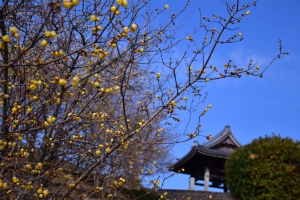 【延命院】境内に一足早く春を感じさせる蝋梅の花の香りが漂っています。