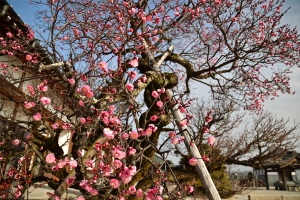 【延命院】境内に一足早く春を感じさせる蝋梅の花の香りが漂っています。
