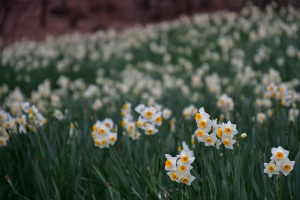【国営讃岐まんのう公園】寒咲きナノハナ,ニホンズイセンなど早春の花々が咲き始めています