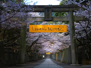 香川の桜の名所【金刀比羅宮】　※例年3月下旬～4月上旬見頃