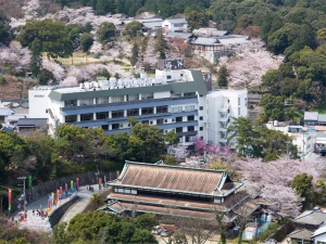 【金刀比羅宮】桜の開花予想は3月23日！お花見をしながら華やかに参拝♪