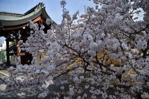 【総本山善通寺】「涅槃桜」が境内で甘い香りを漂わせています