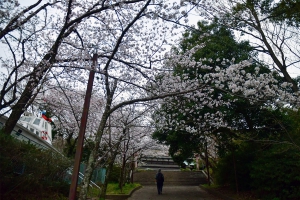 【琴平町の桜】見頃を迎えています。