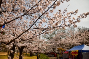 【丸亀城】約700本の桜が見頃★4/14まで桜まつり