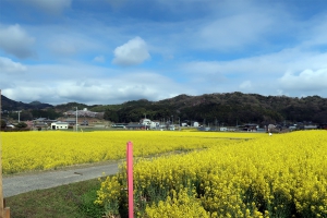 【まんのう町】4月10日まで★畑一面ビタミンカラーの菜の花が見頃♪