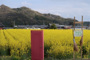 【まんのう町】4月10日まで★畑一面ビタミンカラーの菜の花が見頃♪