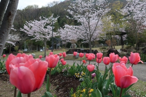 「善通寺五岳の里市民集いの丘公園」春満喫♪桜とネモフィラとチューリップ！