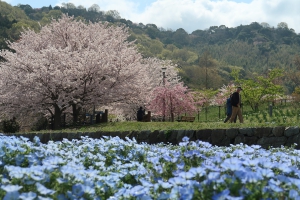 「善通寺五岳の里市民集いの丘公園」春満喫♪桜とネモフィラとチューリップ！