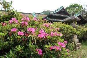琴平町公会堂のツツジや藤の花が咲き始めました。