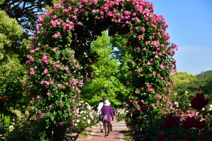 【亀水中央公園】バラの香りに包まれた今年オープンの公園♪