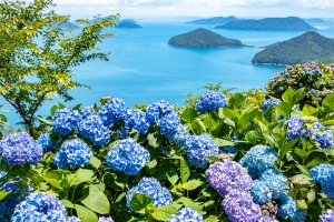 【紫雲出山】初夏を彩るアジサイと瀬戸内の多島美のコラボ♪