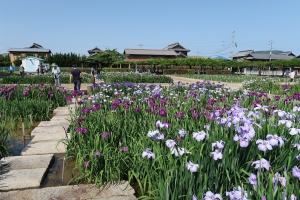 【かわつ花菖蒲園】3年ぶりに一般無料開放♪初夏を彩るやさしい色合いの花菖蒲