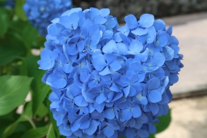 【粟井神社】初夏の風物詩　紫陽花を愛でる♪　※週末若干空室ございます