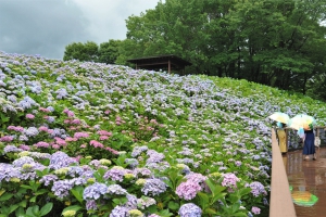 【国営讃岐まんのう公園】紫陽花が見頃♪　6月26日まで「あじさいまつり」開催中！