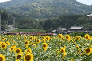 【ひまわりの里まんのう】ひまわり畑は7月中旬頃から見頃の様子