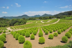 【国営讃岐まんのう公園】サマーフェスタ★ふわふわもこもこ色鮮やかな緑葉の「コキア」と黄色い「ひまわり」を堪能♪