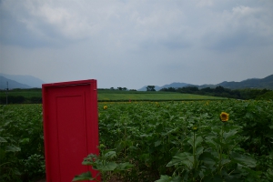 まんのう町帆山「中山ひまわり団地」が「夏に行きたいヒマワリ畑ランキング」全国3位に　※7月末に見頃♪