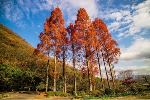 【香川の紅葉スポット】不動の滝カントリーパーク