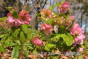 【国営讃岐まんのう公園】早春の花々が咲き始めています。