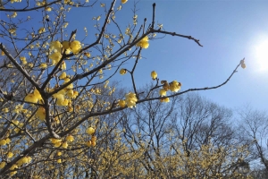 【国営讃岐まんのう公園】早春の花々（ナノハナ・ロウバイ・ウメ・クリスマスローズ）が見頃