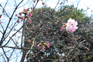 【桜開花速報①】湯上り処・陽光桜
