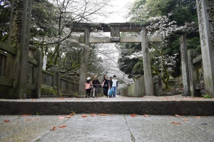 【桜開花速報③】金刀比羅宮・大門