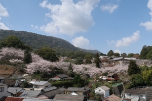 【公会堂・金刀比羅宮】桜の花がお楽しみいただけています。