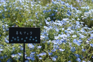 【善通寺五岳の里　市民集いの丘公園】春らんまん★桜・ネモフィラ・チューリップが見頃♪