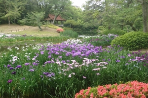 【特別名勝 栗林公園】初夏の風物詩、137種3750株の花しょうぶを満喫♪　※6月3日、4日「花しょうぶまつり」開催！