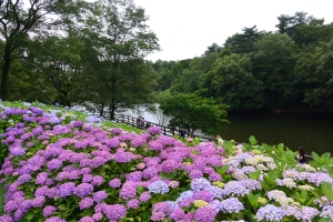 【国営讃岐まんのう公園】6月3日より「あじさいまつり」開催！★初夏の風物詩40品種2万本のアジサイを堪能♪