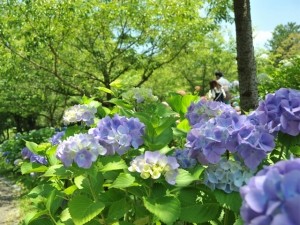 週末は桜の抄でくつろぎの休日を過ごしませんか。 ※6月17日、18日空室あります。