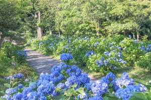 あじさい寺【雲辺寺】で約3万株の紫陽花を満喫♪