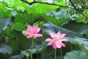 【特別名勝　栗林公園】約200株のスイレンが見頃♪芙蓉沼のハスの花咲き始め