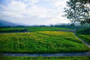 【中山ひまわり団地】夏に行きたいひまわり畑ランキング3位！今年もひまわりが咲き始めました！　※7/22（土）若干空室あります。