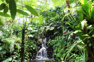 【高知県立牧野植物園】牧野富太郎博士ゆかりの植物など四季折々3000種類を満喫♪