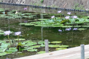 【宝山湖公園】香川の彼岸花群生地★彼岸花・睡蓮が見頃を迎えています。