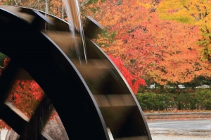 【紅葉スポット】香川用水記念公園　※例年11月上旬～中旬が見頃
