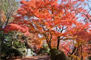 金刀比羅宮の紅葉☆今年も色づき始めました　※例年12月上旬頃まで見頃