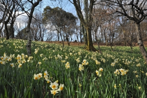 【国営讃岐まんのう公園】3月3日まで「早春フェスタ」開催中！