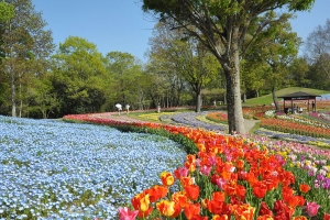 【国営讃岐まんのう公園】3月16日より「春らんまんフェスタ」開催