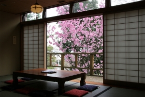 【湯上がり処】桜の時期、陽光桜のお花見がお楽しみいただけます。