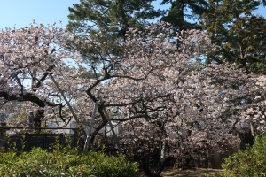 「総本山善通寺」涅槃桜が甘い香りを漂わせ見頃を迎えています