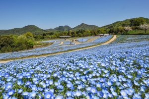【国営讃岐まんのう公園】5月12日まで「春らんまんフェスタ」 開催中！
