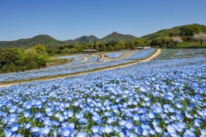 【国営讃岐まんのう公園】5月12日まで「春らんまんフェスタ」 開催中！