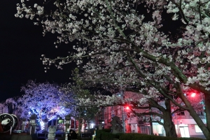 【JR琴平駅】4/8まで駅舎ブルーライトアップ中！　琴平の桜も見頃♪